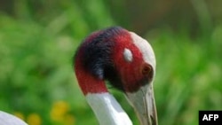 Sếu đầu đỏ là một trong những loại chim gặp nguy cơ tuyệt chủng lớn nhất thế giới