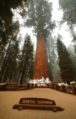 Pohon Jenderal Sherman yang bersejarah dibungkus untuk melindunginya dari kebakaran di Taman Nasional Sequoia, California, 22 September 2021. (AP Photo/Gary Kazanjian)