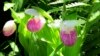 Flower Lovers Flock to Vermont Bog for Wild Orchids