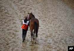 Maximum Security is walked off the track after being disqualified in the 145th running of the Kentucky Derby horse race at Churchill Downs, May 4, 2019, in Louisville, Ky.