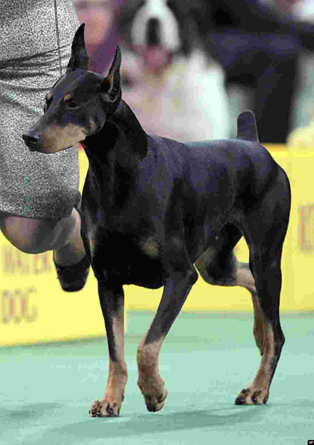 Protocol's Veni Vidi Vici, a Doberman Pinscher, who won its group at the Westminster Kennel Club dog show in New York, February 14, 2012. (AP)