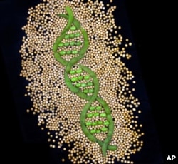 Researchers are working on scanning tens of thousands of different soybean varieties to look for useful traits.