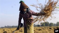 မြန်မာနိုင်ငံမှာ ဆန်ထုတ်လုပ်မှု ကျဆင်းနေသလို၊ အရည်အသွေးကလည်း နိမ့်ကျနေတာမို့ ပြည်ပတင်ပို့မှုမှာ အားနည်းနေပါတယ်။