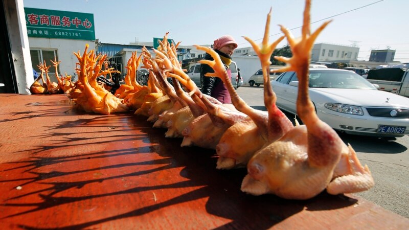 China Reports First Possible Human Case of Rare Bird Flu