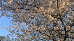 Cherry Blossoms reach their peak bloom at Tidal Basin, Washington, D.C.