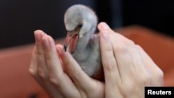 A rescued lesser flamingo chick is treated by officials after being moved from a dam in the Northern Cape province to the SANCCOB rehabilitation center in Cape Town, South Africa Jan. 30, 2019. 