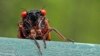 Trillions of Cicadas Coming after 17 Years Underground