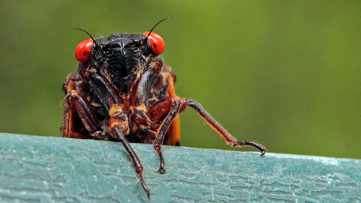 Trillions of Cicadas Coming after 17 Years Underground