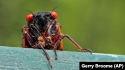 The 17-year cicadas, Brood X, are appearing in the parts of the United States. Trillions of them! (AP Photo/Gerry Broome)