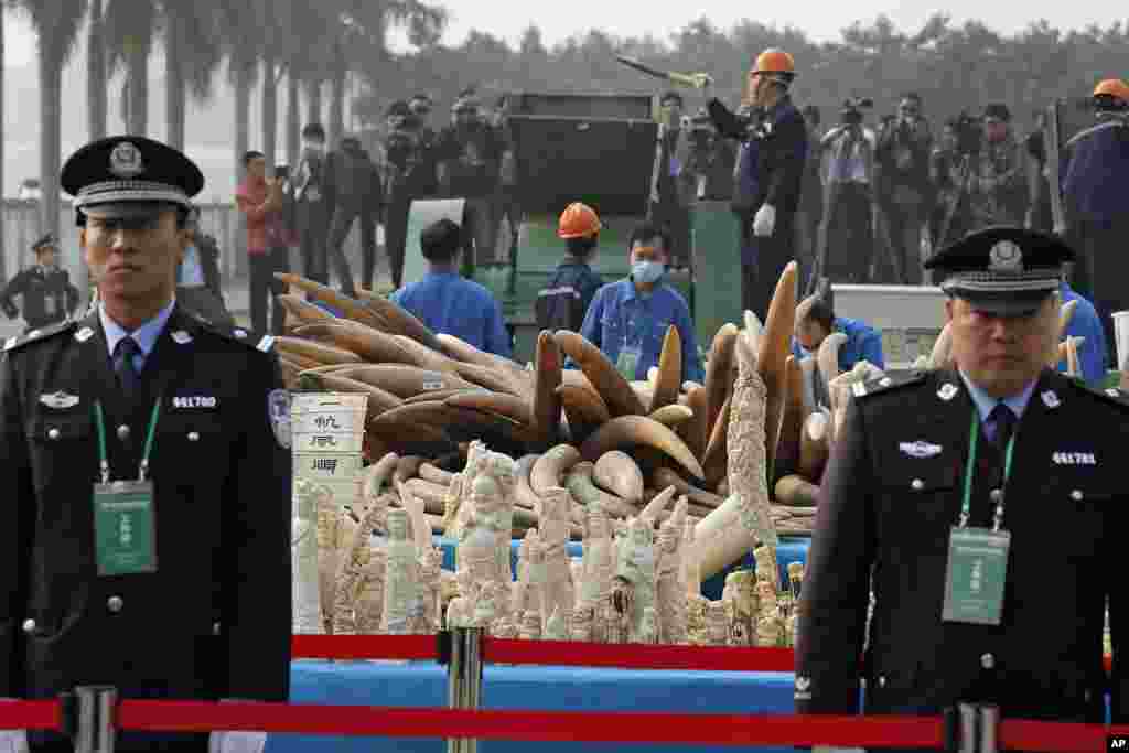 GUANGDONG, CHINA: In ivory&#39;s biggest markets around the globe, Chinese customs officers destroyed six tons of confiscated tusks on January 6, 2014.