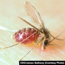 Sandfly (Phlebotomus papatasi)