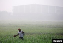 A worker walks through a farm on a smoggy morning in Mumbai, India, Dec. 11, 2017.