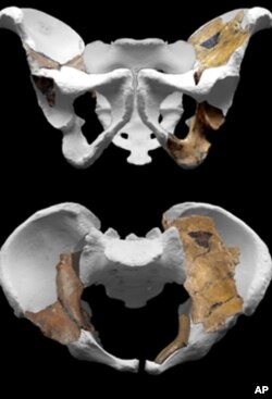 Pelvis of Australopithecus sediba.