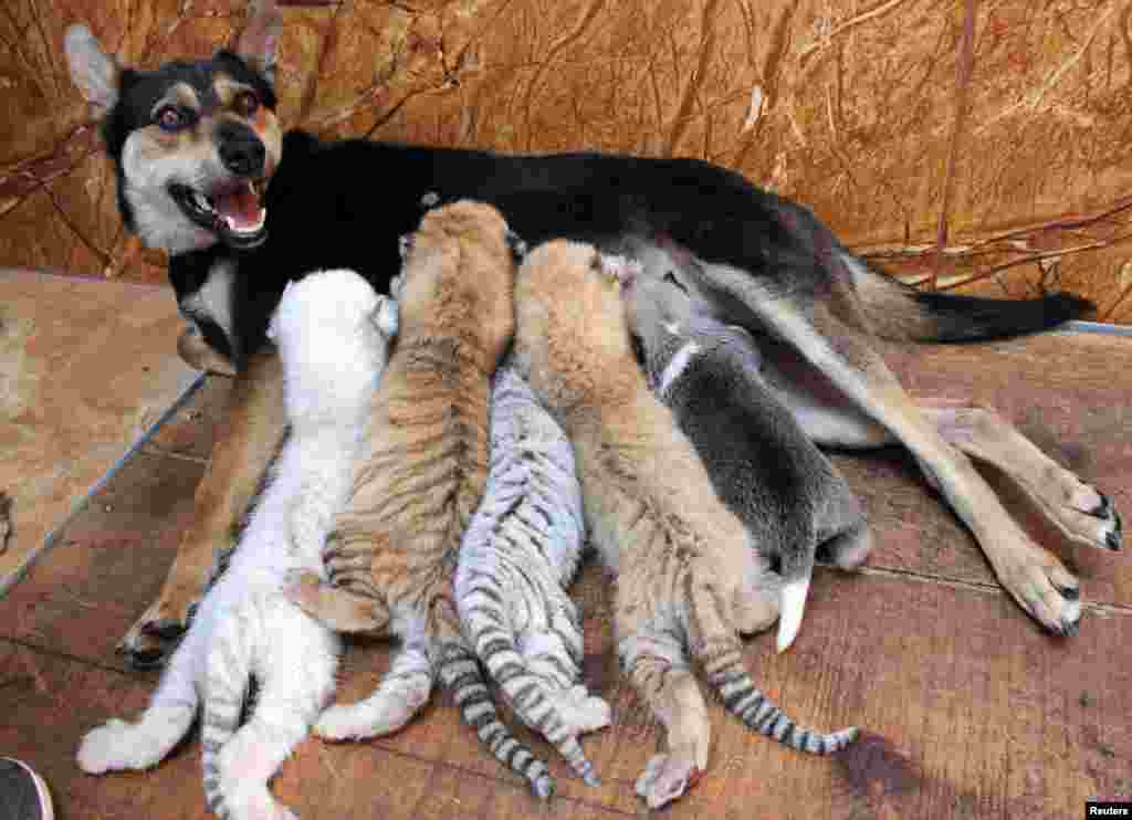 A dog feeds four newborn tiger cubs and a puppy at Xixiakou Wild Animal Protection Zone in Rongcheng, Shandong province, China, June 14, 2017.