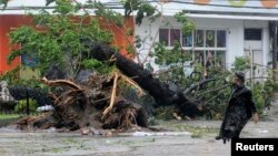 在菲律賓被強颱風“海燕”刮倒的大樹
