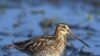 ماحولیاتی تبدیلیوں سے پرندوں کی بقا کو خطرہ