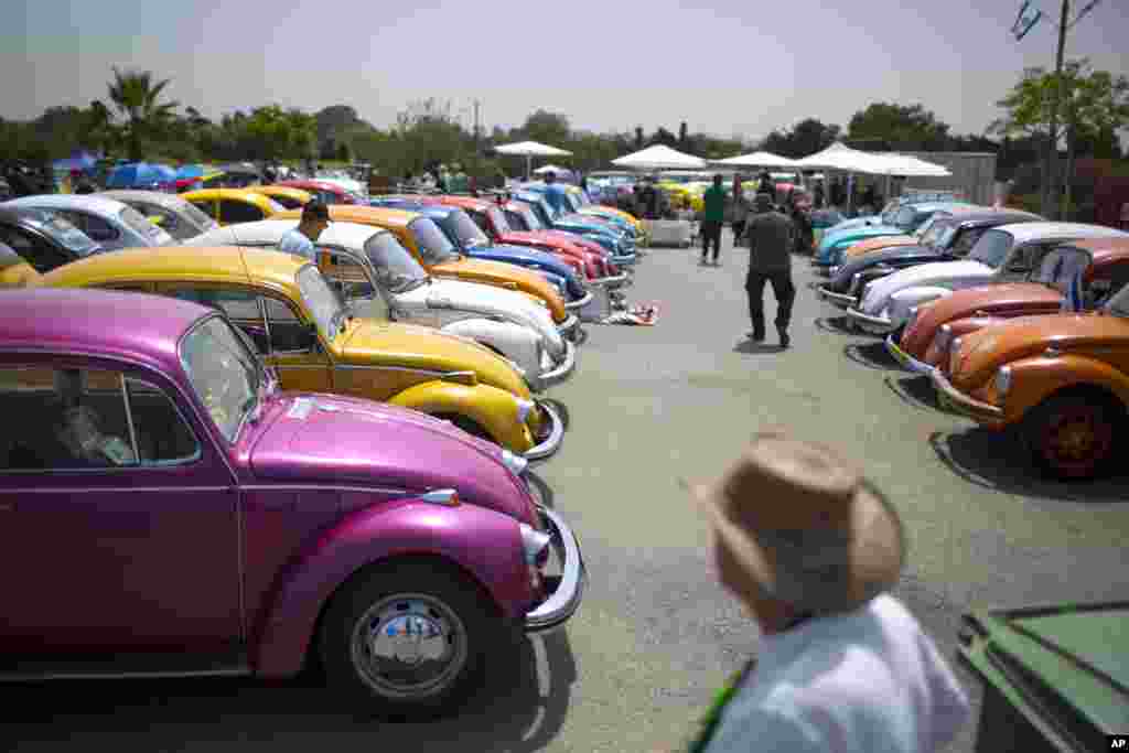 Volkswagen Beetles are displayed during the annual gathering of the &quot;Beetle club&quot; in Yakum, central Israel. The Israeli Beetle club was founded in 2001 and has 500 members. They meet every Friday across the country in small groups but once a year they gather and launch new renovated cars.