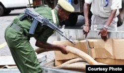 Officer with Interpol's Operation Worthy inspects seized ivory tusks (Kenya Wildlife Service)