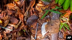 This 2017 photo released by the National Indian Foundation (FUNAI) shows an axe on the ground in Vale do Javari, Amazonas state, Brazil. The pen was placed by FUNAI to show the size. (FUNAI via AP)