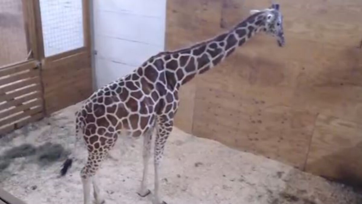 Millions Watching Giraffe Cam