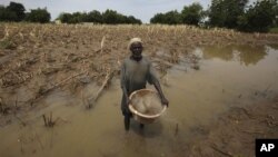 Wani manomi Ali Danladi cikin ruwa da ya bata masa gona a kusa da wa ni kauyen Ringim,kusa da Dutse,a jihar Jigawa.