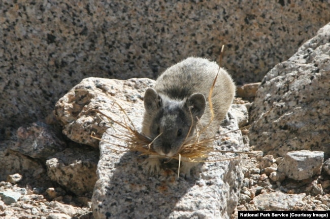 A small pika with grass in its mouth in the high Sierras of Sequoia and Kings Canyon National