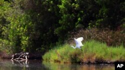 A pelican flies over Divjaka-Karavasta Lagoon, western Albania, Tuesday, June 22, 2021. The pandemic has brought one good thing to the Divjaka-Karavasta Lagoon in western Albania - calmness for the pelicans and increase of their numbers.