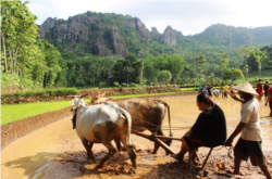 Wisatawan merasakan pengalaman membajak sawah di Nglanggeran. (Foto: Courtesy/Pokdarwis Nglanggeran)