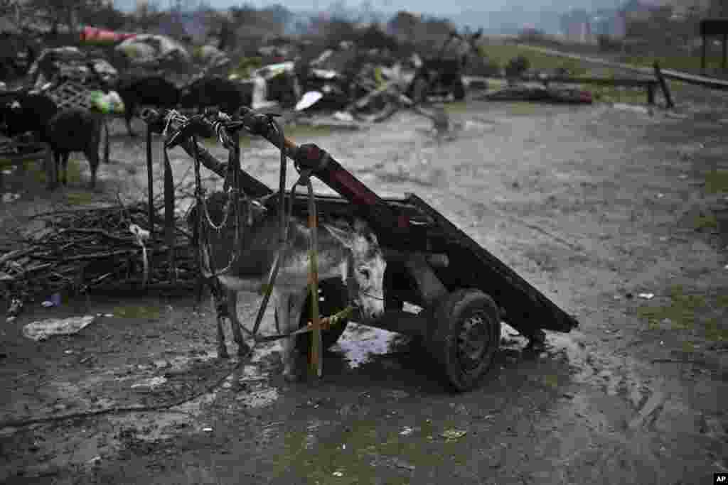 A donkey belonging to an Afghan refugee family whose mud house was destroyed by the Capital Development Authority for being built on illegal lands, shelters itself from rain under a wooden-cart in a slum on the outskirts of Islamabad, Pakistan.
