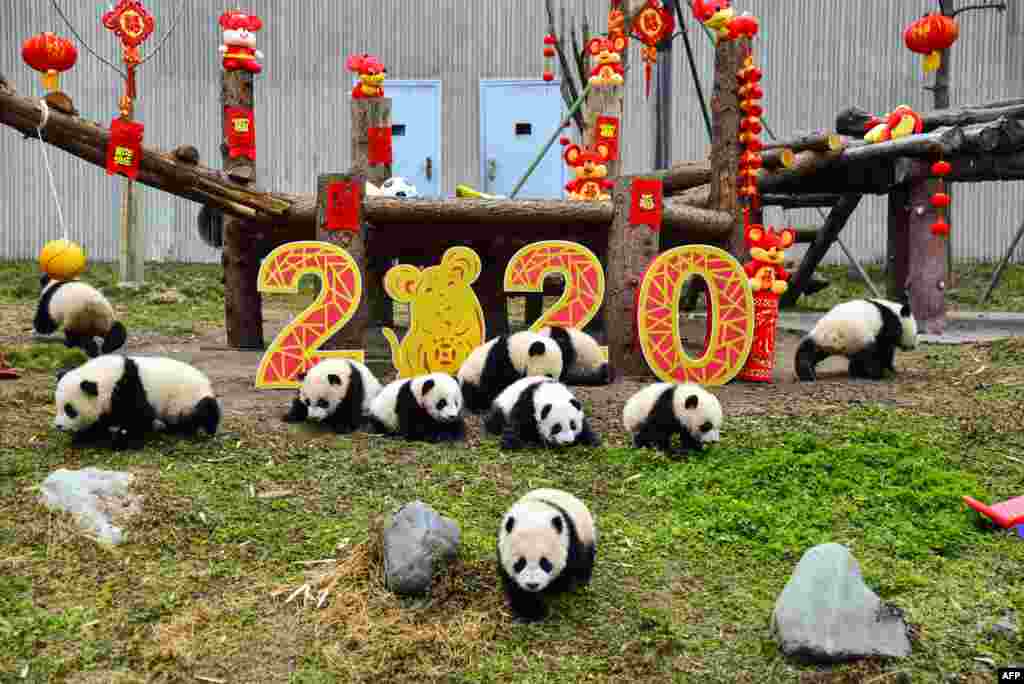 Panda cubs born in 2019 play next to decorations to celebrate the upcoming Lunar New Year of the Rat, which falls on Jan. 25 this year, at the Shenshuping breeding base of Wolong National Nature Reserve in Wenchuan, China.