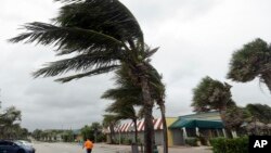 在飓风马修到来之前，佛州维罗海滩的棕榈树被风吹歪（2016年10月6日）