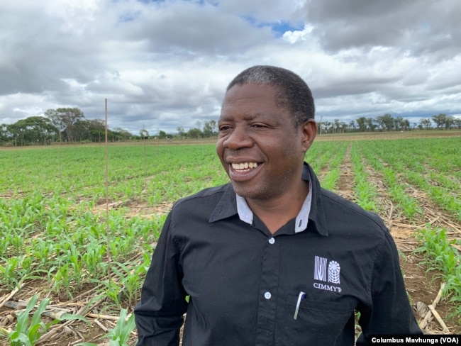 Isaiah Nyagumbo an agronomist at International Maize and Wheat Improvement Center in Mazowe on Dec. 10, 2018, says with conservation agriculture we are also minimizing the amount of run off out of the system.