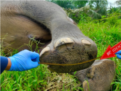 Bangkai gajah Sumatera yang ditemukan mati dengan kondisi tanpa kepala di Desa Jambo Reuhat, Kecamatan Banda Alam, Kabupaten Aceh Timur, Aceh. Minggu 12 Juli 2021. (Courtesy Humas Polres Aceh Timur).