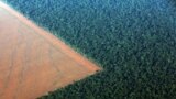 Amazonska kišna šuma (R), omeđena iskrčenim zemljištem pripremljenim za sadnju soje, na fotografiji iz zraka snimljenoj nad državom Mato Grosso u zapadnom Brazilu, 4. oktobra 2015.