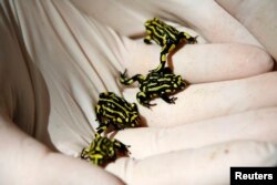 FILE - Four Australian Corroboree Frogs sit on a zookeeper's hand at Taronga Zoo in Sydney, March 10, 2008.
