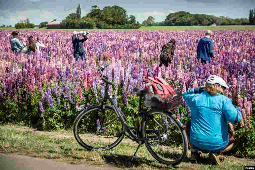 People enjoy Lupinus flowers in a remote area on the island of Lolland in Denmark.