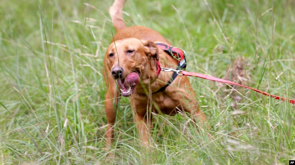 FILE - A Labrador retriever in Harriman State Park in Tuxedo, N.Y., Tuesday, Aug. 6, 2019. (AP Photo/Seth Wenig)