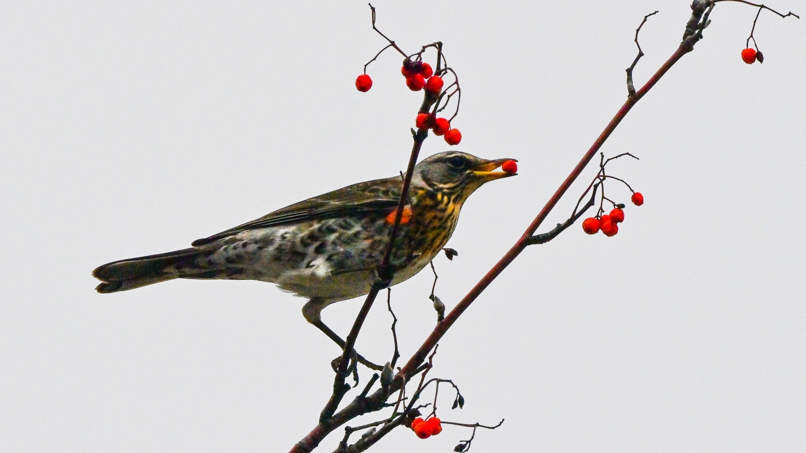 A thrush feeds berries on viburnum tree in central Moscow on November 9, 2021. 