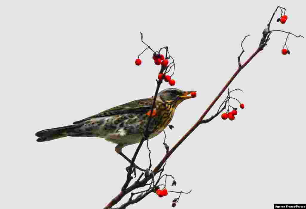 A thrush, a kind of bird, feeds berries on a tree in central Moscow, Russia.