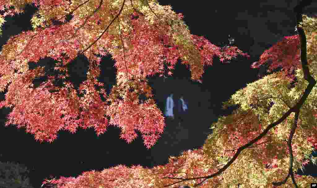 Pengunjung menikmati warna daun-daun musim gugur di taman Koishikawa Korakuen di Tokyo, Jepang.