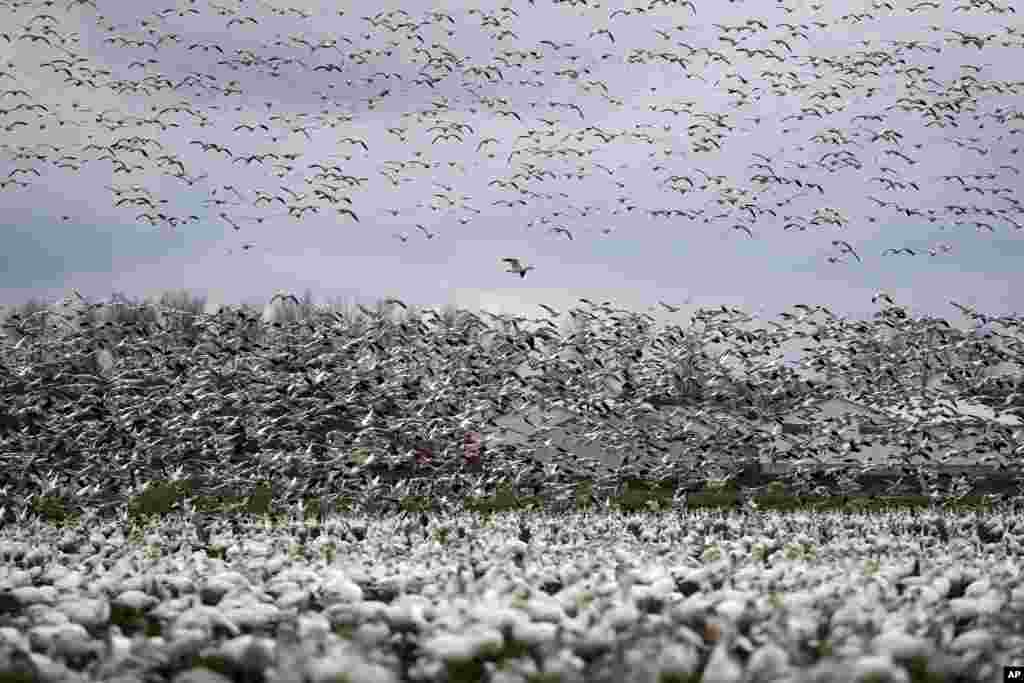 Thousands of snow geese land in a farm at their winter grounds, Dec. 13, 2019, in the Skagit Valley near Conway, Washington, USA. More than 50,000 of the birds come to the valley each year, after migrating from the Arctic tundra.