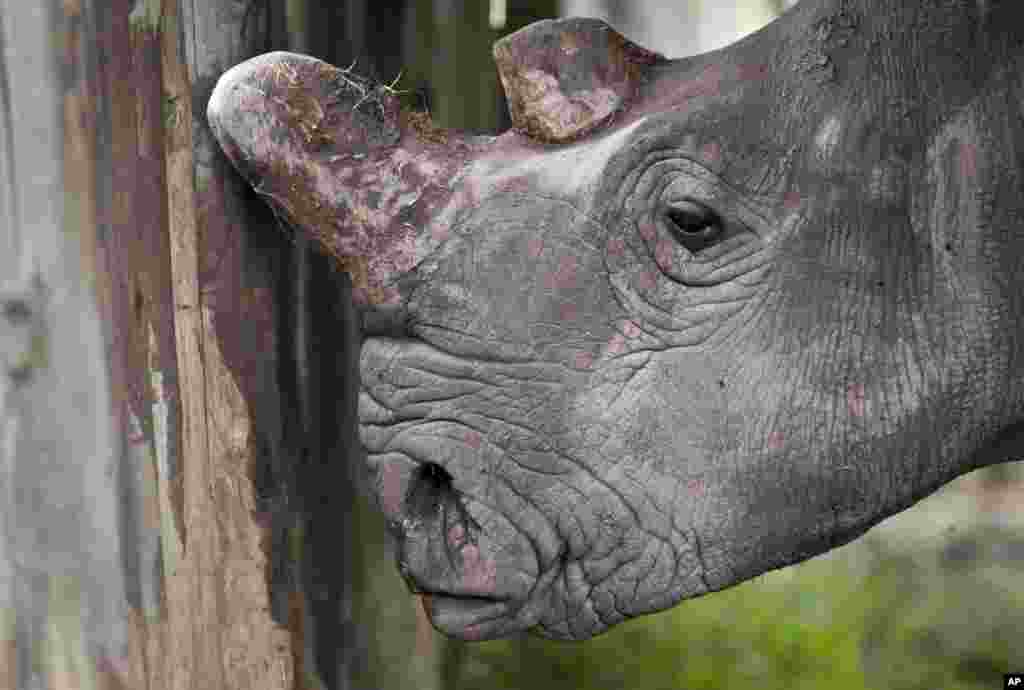 Un rhinocéros blanc femelle du nord, Najin, dans son enclos dans la réserve Ol Pejeta au Kenya