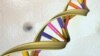 Scientists Unveil Map of 'Epigenome,' a 2nd Genetic Code