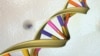 A DNA double helix is seen in an undated artist's illustration released by the National Human Genome Research Institute to Reuters on May 15, 2012. 
