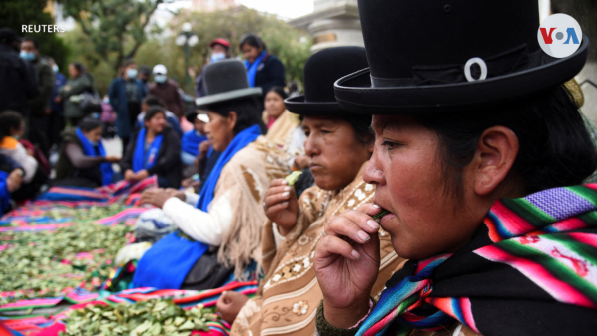 En Fotos Bolivianos celebraron el día de la masticación de la hoja de