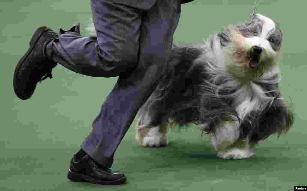 Anjing jenis Bearded Collie berkompetisi dalam kategori anjing gembala dalam lomba anjing Westminster Kennel Club ke-137 di Madison Square Garden, New York (12/2).