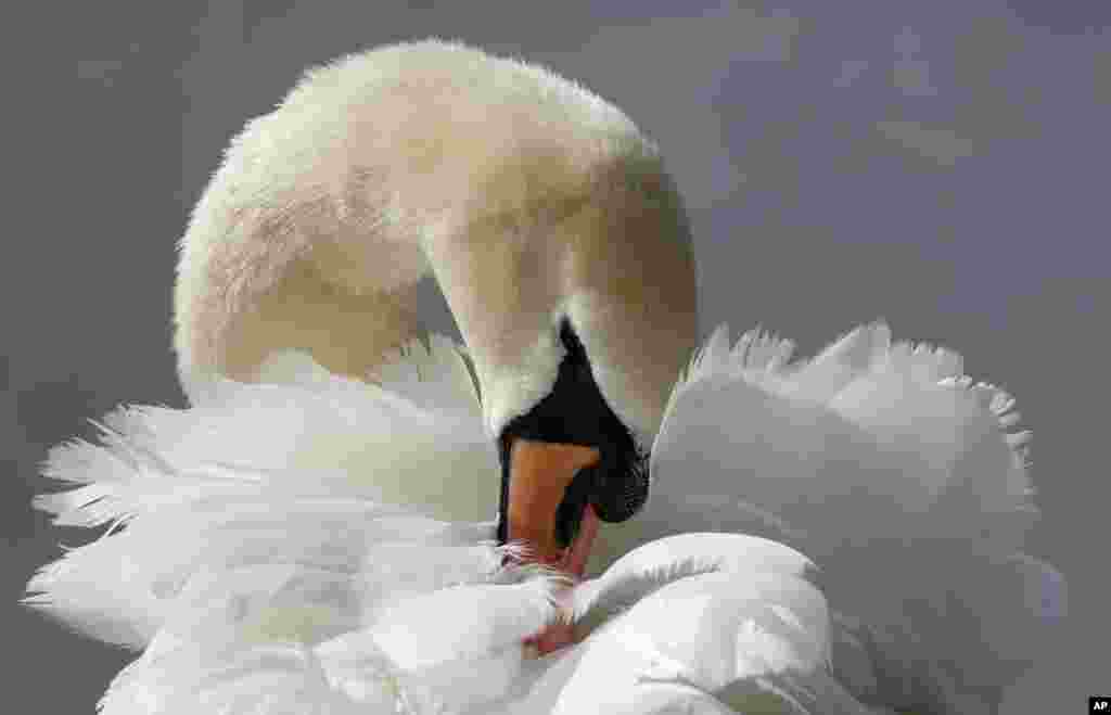 A swan cleans its feathers near the Serpentine in Hyde Park in London.