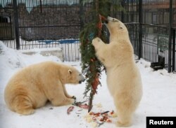 Beruang kutub Felix (kiri) dan Aurora makan ikan dan sayuran yang melekat pada pohon Natal, di Kebun Binatang Royev Ruchey, wilayah Kutub Utara. (Foto: dok).
