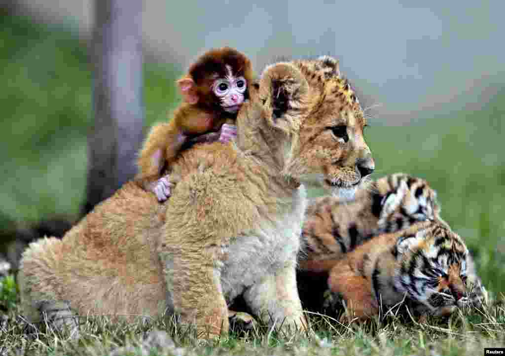 A baby monkey, a lion cub and tiger cubs play at the Guaipo Manchurian Tiger Park in Shenyang, Liaoning Province, May 1, 2013. 