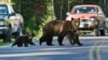 Yellowstone Grizzly Bears Lose Protected Status